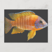 Peacock Cichlid Postkarte (Vorderseite)