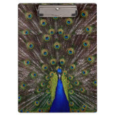Peacock Clipboard Klemmbrett (Vorderseite)
