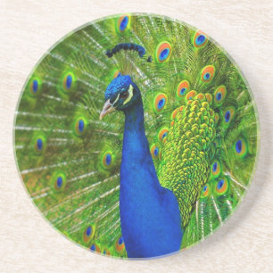 Peacock Coasters Getränkeuntersetzer