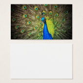 Peacock Color Beauty (Vorne & Hinten)