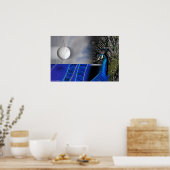 Peacock Dreams by Gregory Gallery Poster (Küche)