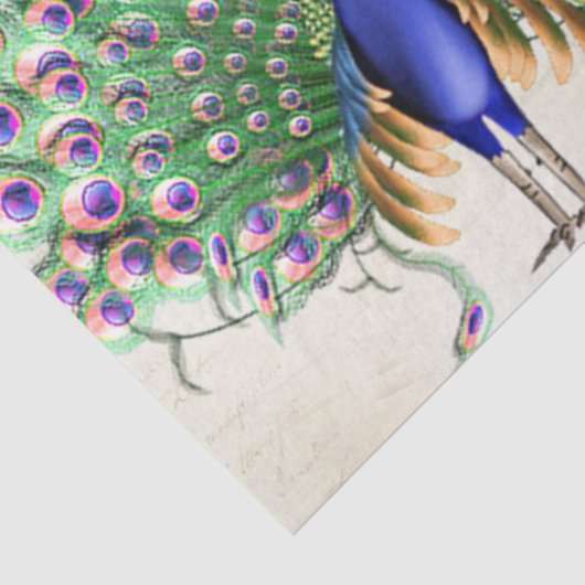 Peacock Ephemera 6 Seidenpapier (Ausschnitt)