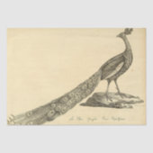 Peacock Ephemera Decoupage Seidenpapier (Vorderseite)