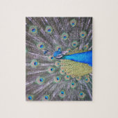 Peacock Fashion Puzzle (Vertikal)