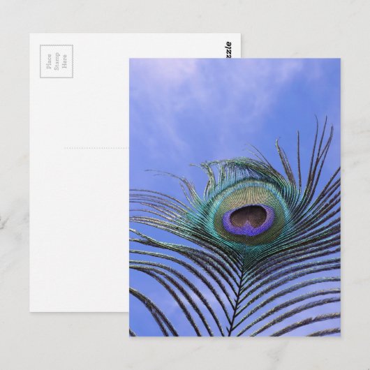 Peacock Feather 2 Foto Postkarte (Vorne/Hinten)