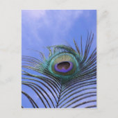 Peacock Feather 2 Foto Postkarte (Vorderseite)