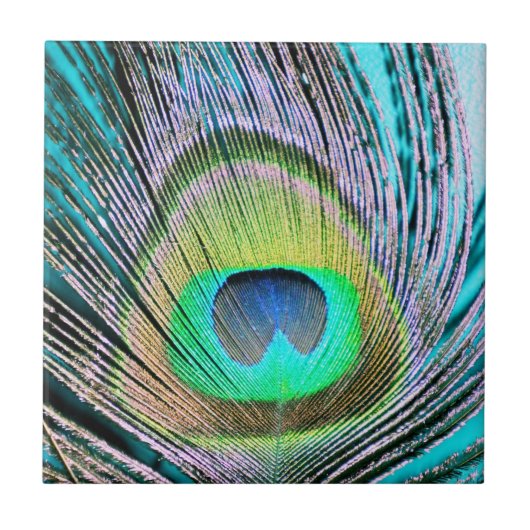 Peacock Feather auf Türkis Fliese (Vorderseite)