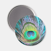 Peacock Feather auf Türkis Magnet (Vorderseite/Rückseite)
