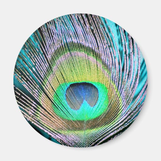 Peacock Feather auf Türkis Magnet (Vorne)
