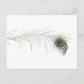 Peacock Feather Einladungspostkarte (Rückseite)