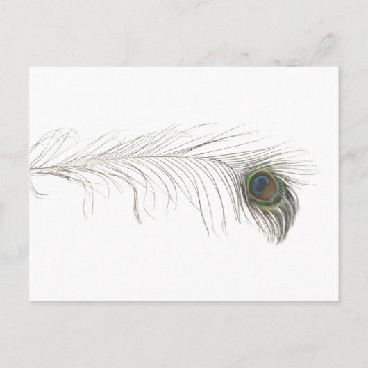 Peacock Feather Einladungspostkarte (Rückseite)