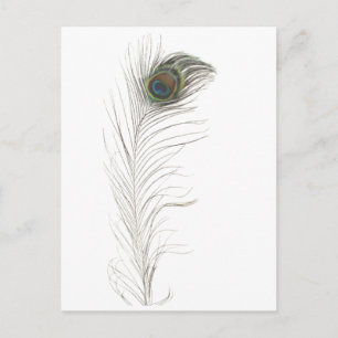 Peacock Feather Einladungspostkarte