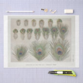 Peacock Feather Ephemera Decoupage Seidenpapier (Handwerk)