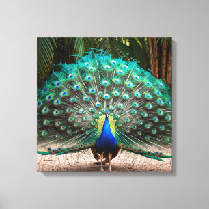 Peacock Feather Fanning Leinwanddruck