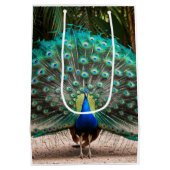 Peacock Feather Fanning Mittlere Geschenktüte (Rückseite)