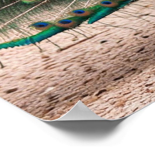 Peacock Feather Fanning Poster (Ecke)