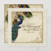Peacock & Feather Formal Wedite Einladung Cream Ta (Vorne/Hinten)