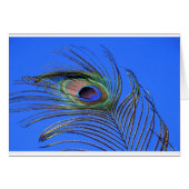 Peacock Feather Fotografie (Vorderseite (Horizontal))