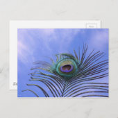 Peacock Feather Fotografie Postkarte (Vorne/Hinten)