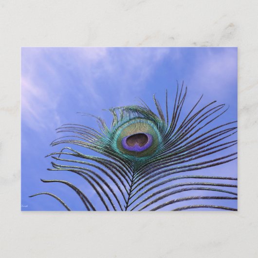 Peacock Feather Fotografie Postkarte (Vorderseite)