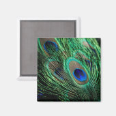Peacock Feather Lucky Magnet (Vorderseite/Rückseite)