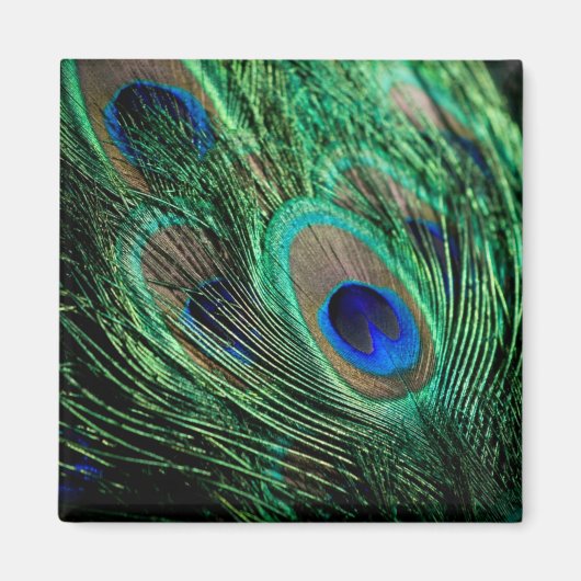Peacock Feather Lucky Magnet (Vorne)