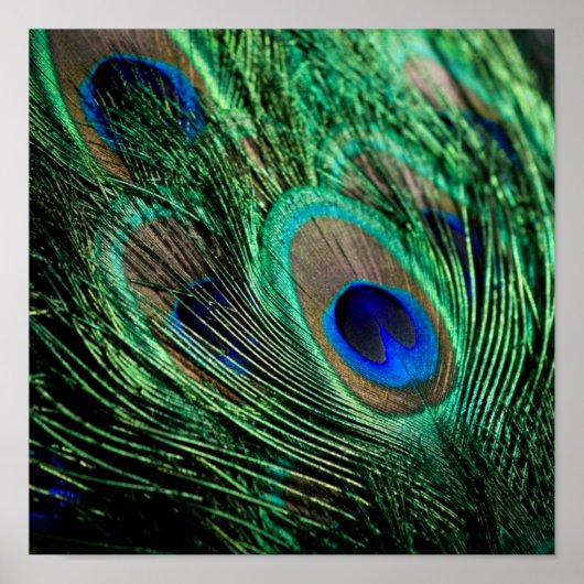Peacock Feather Lucky Poster (Vorne)