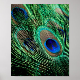 Peacock Feather Lucky Poster