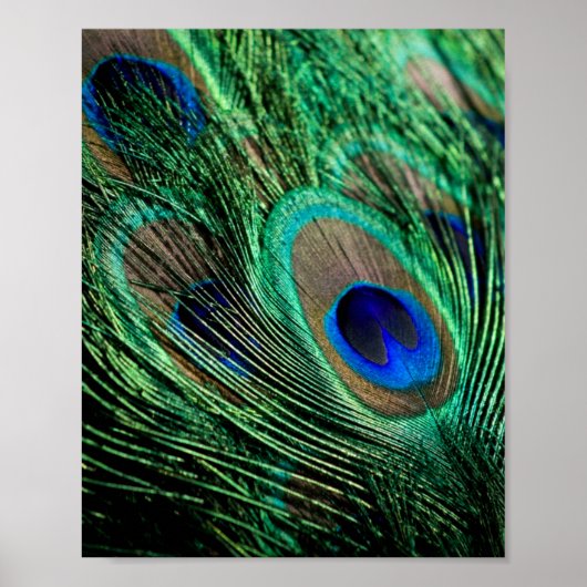 Peacock Feather Lucky Poster (Vorne)