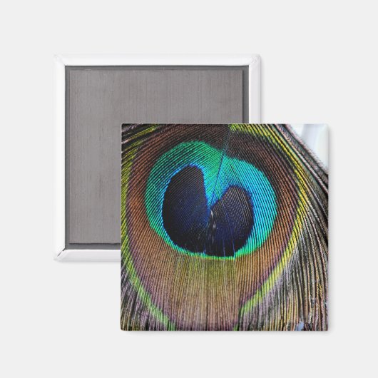 Peacock Feather Magnet (Vorderseite/Rückseite)