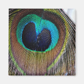 Peacock Feather Magnet (Vorne)