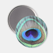 Peacock Feather Magnet (Vorderseite/Rückseite)