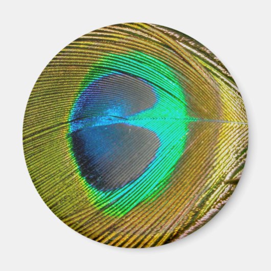 Peacock Feather Magnet (Vorne)