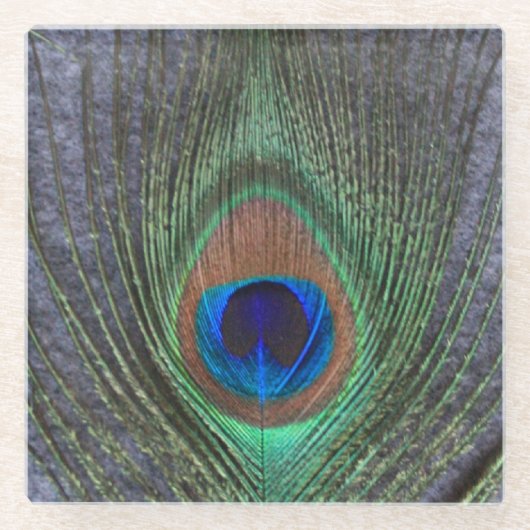 Peacock Feather on Gray Glasuntersetzer (Vorderseite)