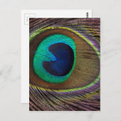Peacock Feather On Right Side Close-Up Postkarte (Vorne/Hinten)