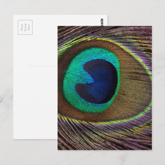 Peacock Feather On Right Side Close-Up Postkarte (Vorne/Hinten)