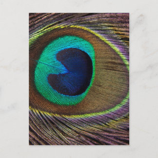 Peacock Feather On Right Side Close-Up Postkarte