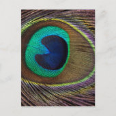 Peacock Feather On Right Side Close-Up Postkarte (Vorderseite)
