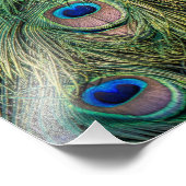 Peacock Feather Pattern Fotodruck (Ecke)