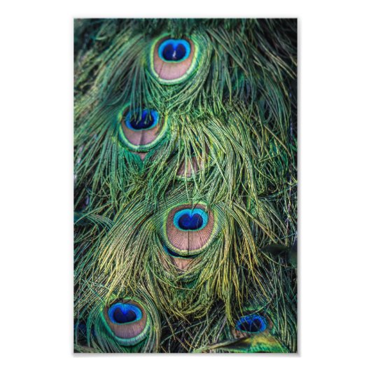 Peacock Feather Pattern Fotodruck (Vorne)