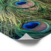 Peacock Feather Pattern Poster (Ecke)