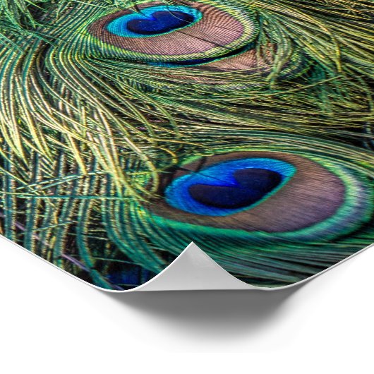 Peacock Feather Pattern Poster (Ecke)