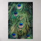 Peacock Feather Pattern Poster (Vorne)