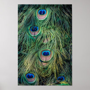 Peacock Feather Pattern Poster