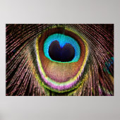 Peacock Feather Poster (Vorne)