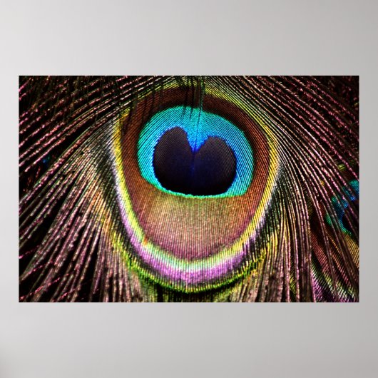 Peacock Feather Poster (Vorne)