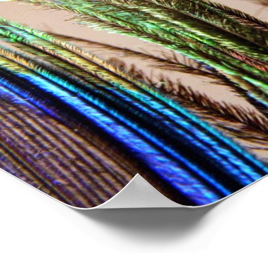 Peacock Feather Poster (Ecke)