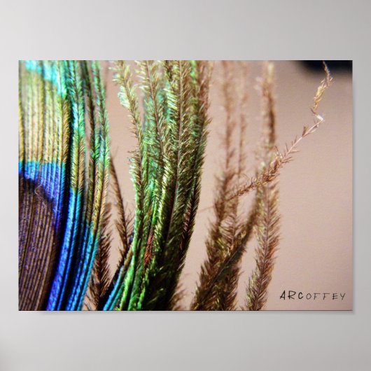 Peacock Feather Poster (Vorne)