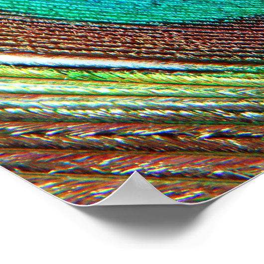 Peacock Feather Poster (Ecke)