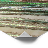 peacock feather poster (Ecke)